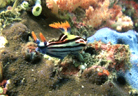 Nusa Lembongan hotels, Gamat bay  Nusa Penida, Bali.