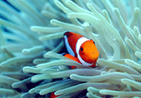 Nusa Lembongan, Bali. tropical fish