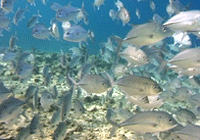 Fish dive at Malibu point Nusa Lembongan, Bali.