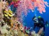 Dive with Coral at Nusa Lembongan, Bali.