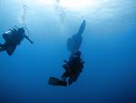 Nusa Lembongan, Bali SCUBA Diving. Mola Mola.