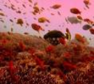 Dive Fish life at Nusa Lembongan, Bali.