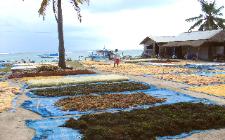 Nusa lembongan's largest industry is seaweed farming.